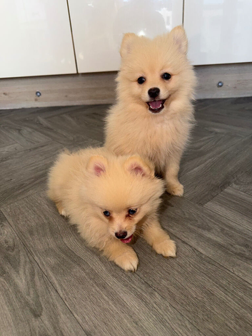 Pomeranian puppies