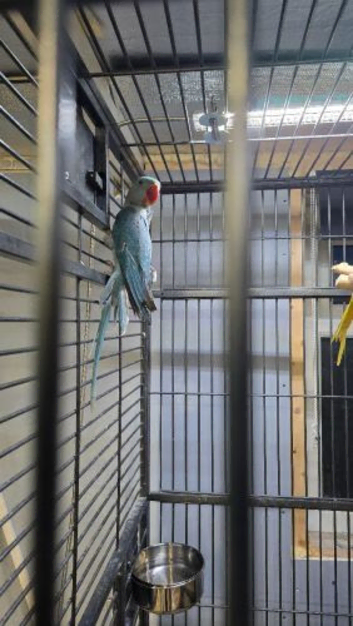 Blue male alexandrine parrot bird