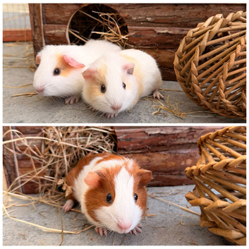 3 Baby boars