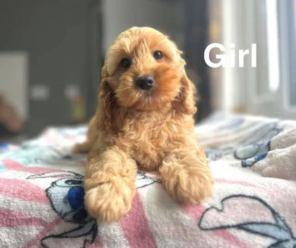 Adorable litter of cockapoo girls