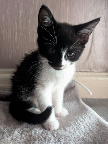 5 kittens looking for a cozy home this autumn