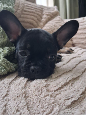 Frenchies 2 left