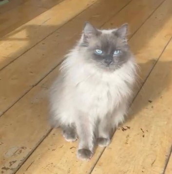 Stunning lilac point female ragdoll