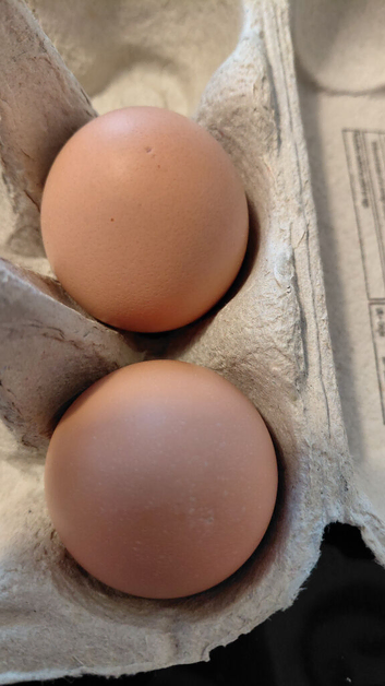 Buff Orpington hatching eggs