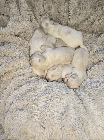 KC REG Cream miniature dachshund and cream pied