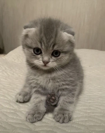 Scottish Fold & Straight Kittens