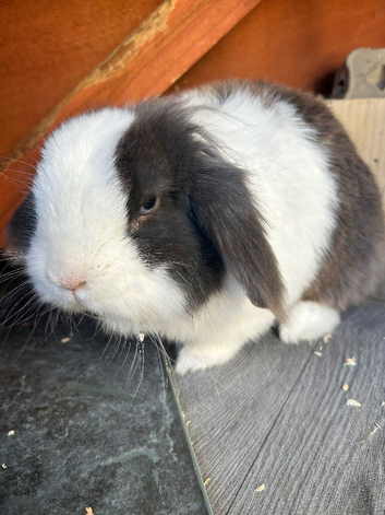 Blue Lion lop