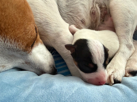 Jack Russell Poppy girl