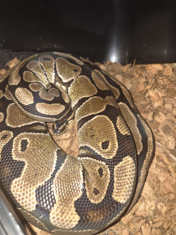 3 royal pythons 2 females and 1 male