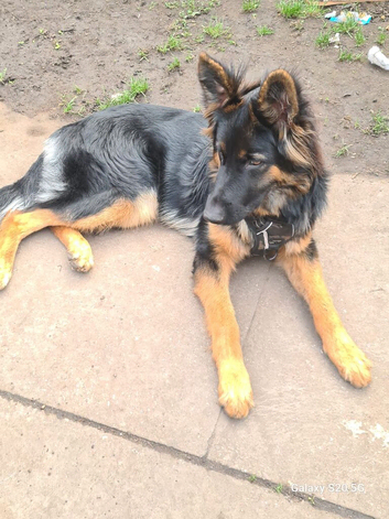 Roxy
