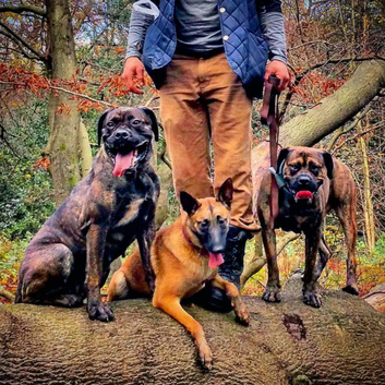 Professional dog trainer