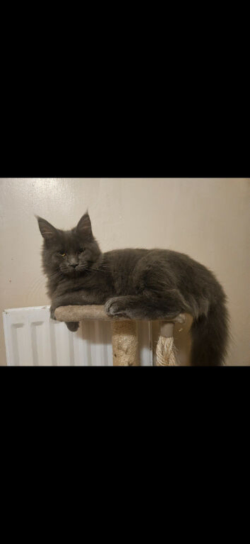 1 year old maincoon female