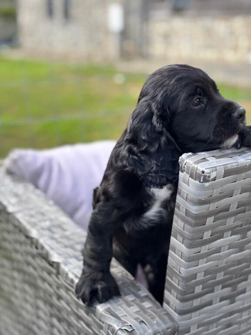 Kc reg  cocker black boy puppy heritary clear
