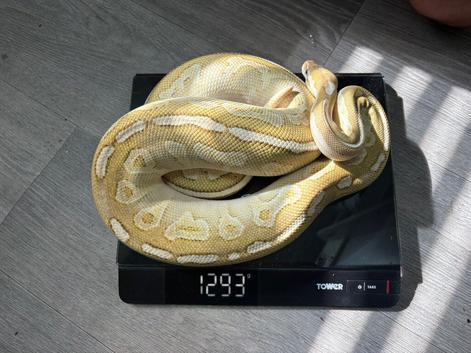 Burmese and ball pythons for sale