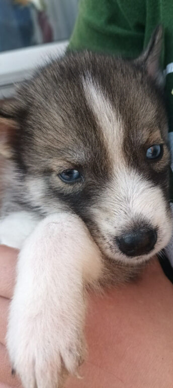 Pedigree Siberian Husky Puppies