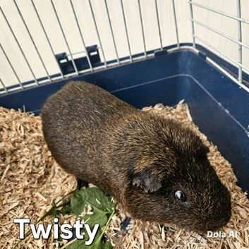 male guinea pigs