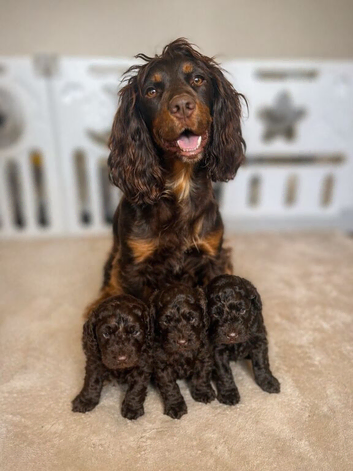 Chocolate Cockapoo puppies