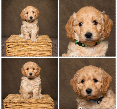 2 Gorgeous Golden F1 Cockapoo puppies