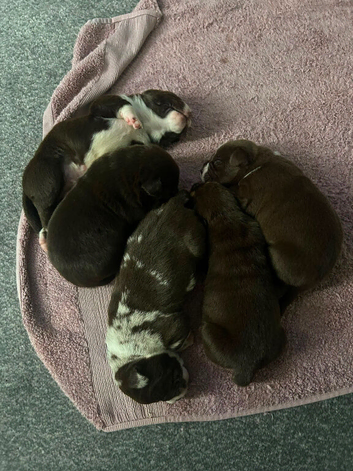 Bullodor Puppies