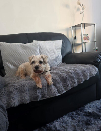 Wanted Border terrier girl