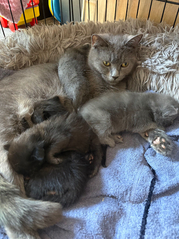 2 Grey 2 black kittens for sale