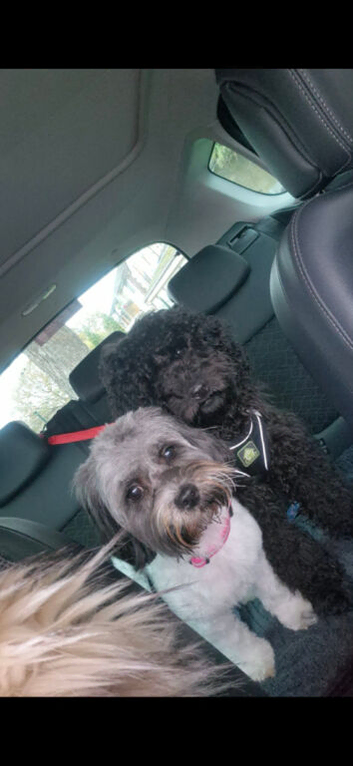 Cockershihpoo puppies