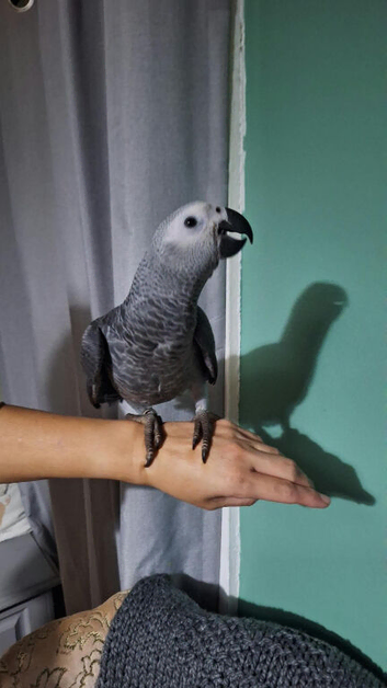 Beautiful friendly African grey boy