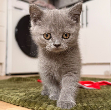 British shorthair kittens