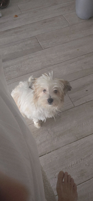 Havanese 5 week old puppy