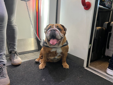 Stunning Traditional Red/White Female for Sale