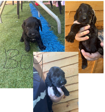 Cockapoo puppies