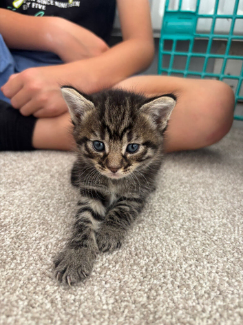 2 Female Kittens