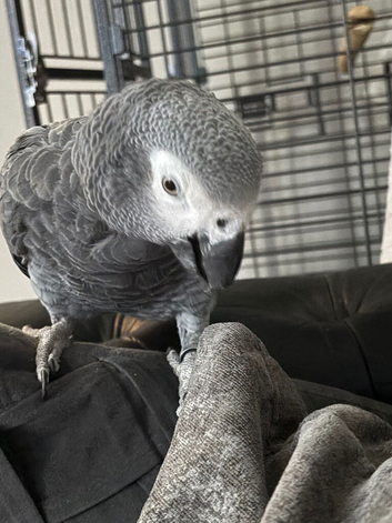 19 year old talking African Grey
