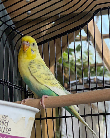 Young female budgie