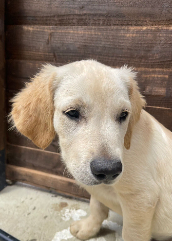 Golden retriever boy puppy
