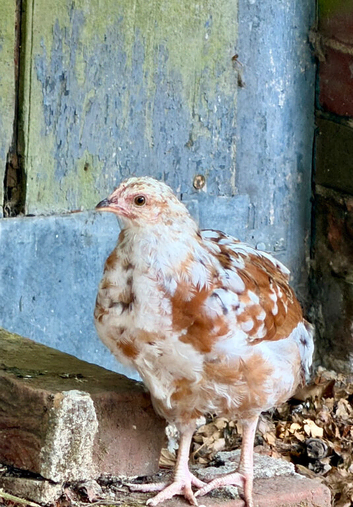 Swedish Flower Hen Pullets