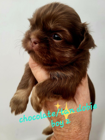 Special quality imperial shih Tzu