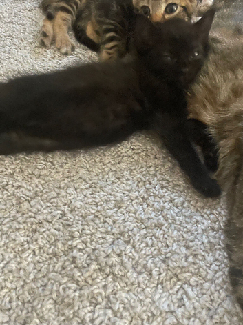 Black female kitten ready now
