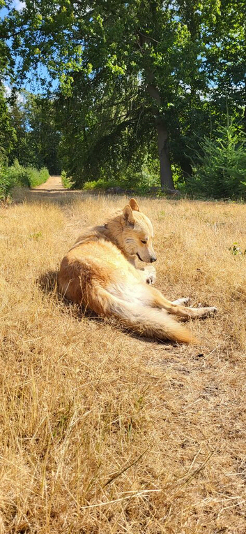 Low content wolfdog