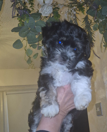 2 gorgeous pups left one boy one girl.