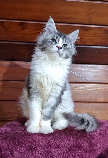 GCCF REGISTERED Pedigree Maine Coon Kittens for sale