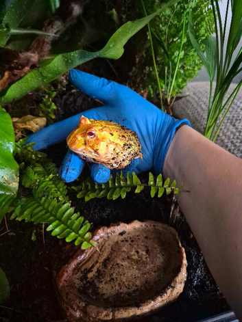 Albino Pac Man Frog