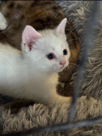 Beautiful white male kitten