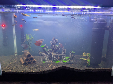 male guppies (young)