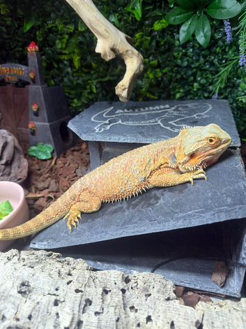 Female orange red hypo bearded dragon