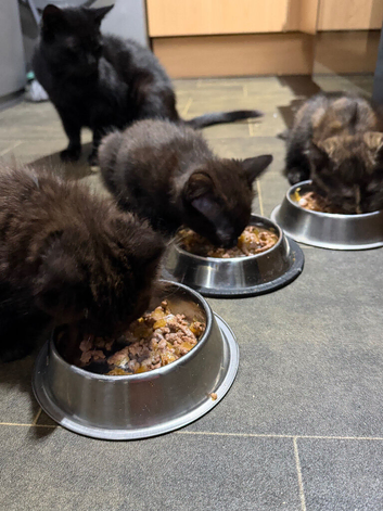 Kittens for sale
