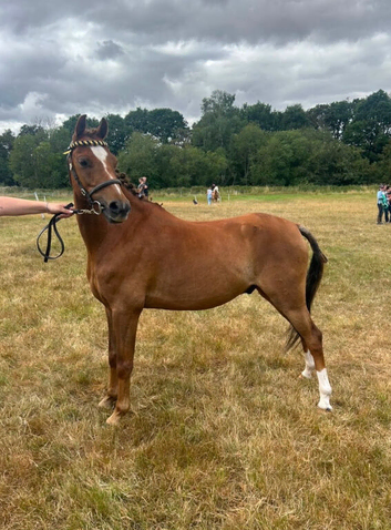Ace amazing unfinished project pony!