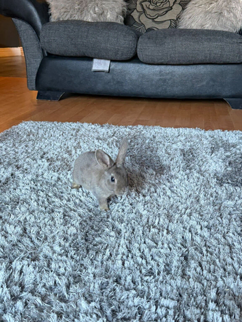 Beautiful mini Rex rabbits