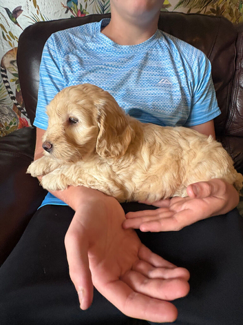 Adorable F2 cockapoo puppy for loving home