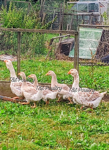 Family of Buff Dewlap Toulouse Geese